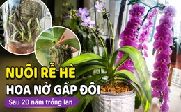 Sau 20 năm trồng lan hồ điệp, tôi nhận ra: Chỉ cần làm tốt 1 việc trong tháng 7 và 8, cây có thể cho số hoa gấp đôi vào mùa thu