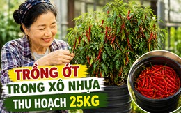 Chỉ với những chiếc xô nhựa, bà cụ thu hoạch gần 25kg ớt: Cư dân mạng trầm trồ "Đúng là cao thủ làm vườn"