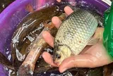 Chợ Việt có loại cá nhỏ, chỉ 30.000 đồng/kg nhưng được thầy thuốc xưa gọi là "đại bổ": Người biết ăn coi như báu vật