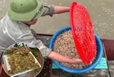 Đặc sản "trời ban" chỉ xuất hiện vài giờ ở sông Hồng ngon hơn cả tôm cua, người có tiền cũng chưa chắc mua được