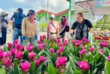 Giống hoa lạ khiến nhiều người tìm về Làng hoa Sa Đéc để mua bằng được