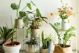 3 loại cây rất hợp với gia chủ trên 50 tuổi