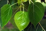 Đừng trồng trước nhà 3 loại cây này: Dễ 'tụ khí xấu', chặn tài lộc
