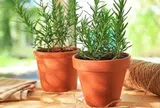 5 loại cây cảnh mà người trên 40 tuổi nên trồng để tăng cường sức khỏe, gia đình thêm thịnh vượng