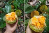 Một loại quả Việt thơm nức mũi, ruột vàng ươm đang vào mùa giá chỉ chục nghìn đồng/kg