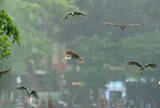 Hà Nội: Vì sao hàng trăm cá thể chim hoang dã bất ngờ xuất hiện ở Hồ Gươm?