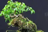 3 cây bonsai "giữ tiền như két sắt": Giá cả phải chăng lại trấn trạch, hút tài cho gia chủ