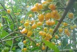 Loại quả xưa có đầy ở hàng rào, giờ thành đặc sản mà nhiều tiền cũng chưa chắc mua được vì quá hiếm