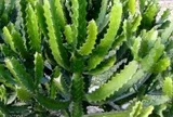 5 cây không trồng trước nhà: Cây càng thịnh người càng suy