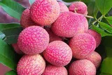 Loại vải to như quả trứng gà, giá 400.000 đồng/kg vẫn không có hàng để ăn tại Thanh Hà