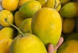 Nhiều loại xoài Việt vào mùa, xếp đống bán đầy thị trường giá chỉ hơn chục nghìn đồng/kg
