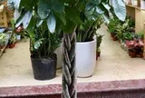 7 lý do nên trồng cây kim ngân trong nhà