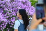 Giới trẻ đứng kín cầu đi bộ chụp ảnh check-in cây bằng lăng gây sốt ở Hà Nội