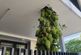 Cây mít mọc xuyên tầng 2 ở Đà Nẵng gây sốt, trái chi chít từ gốc tới ngọn