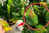 Cây kim tiền từng “nhà nào cũng có” giờ bị nhiều người âm thầm bỏ: 4 nhược điểm khiến ai trồng rồi cũng ngán
