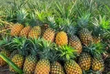 Loại dứa đặc sản vùng Tây Bắc ngọt như mật, giá đắt gấp đôi dứa thường vẫn luôn "cháy hàng" bất chấp thời tiết mưa hay...