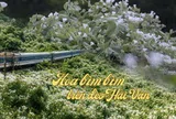 Việt Nam có cung đường đang xảy ra hiện tượng "tuyết mùa hè" phủ trắng đèo đẹp như phim