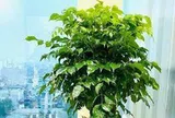 6 loại cây mang lại vận may, nên trồng ở ban công