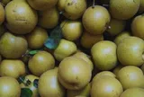 Loại quả "tốt nhất thế giới" xưa mọc dại giờ là đặc sản, vào mùa bán đầy chợ Việt giá "rẻ như cho", trồng một lần thu...