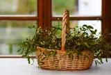 6 loại cây "hút cạn" may mắn, chớ nên đặt trong nhà