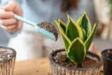 5 điều nhất định phải biết trước khi trồng cây lưỡi hổ trong nhà: Điều cuối cùng đặc biệt quan trọng