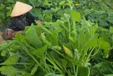 Loại hoa nhiều người hái bỏ lại là "đặc sản" ngày hè, vừa giòn ngọt vừa dễ chế biến thành nhiều món ngon
