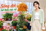 Chỉ mất 1 năm, người phụ nữ trồng cây sống đời thành "cây cổ thụ" cao gần 1 mét, nở hoa kín tán: Bí quyết hóa ra lại rất đơn giản