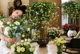 Một chậu hoa nhài rủ khiến cả phòng khách "lột xác": Hương thơm dễ chịu đến mức cả nhà đều mong được về sớm
