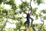 Vườn nhãn hơn 300 gốc cổ thụ ở Cần Thơ có dáng uốn lượn như rồng hút khách
