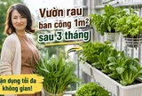 Chỉ với ban công 1m², người phụ nữ tạo nên vườn rau xanh mướt sau 3 tháng: Bí quyết tận dụng không gian khiến nhiều người muốn làm theo