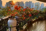 Người đàn ông khoe ban công hoa giấy đẹp "nghẹt thở", dân mạng chỉ để lại một bình luận: "Ước gì được làm hàng xóm!"