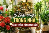 Vì sao người xưa luôn khuyên trồng 5 loại cây này trong nhà? Câu trả lời không chỉ nằm ở phong thủy