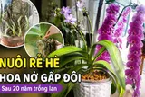 Sau 20 năm trồng lan hồ điệp, tôi nhận ra: Chỉ cần làm tốt 1 việc trong tháng 7 và 8, cây có thể cho số hoa gấp đôi vào mùa thu
