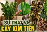 Cây kim tiền được nhiều gia đình yêu thích vì đẹp và mang ý nghĩa tài lộc, nhưng có 5 sự thật khiến không ít người mua về rồi mới hối hận