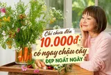 Chi chưa đến 10.000 đồng, người phụ nữ tạo được chậu cây khiến cư dân mạng đồng loạt hỏi cách làm