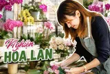 Cô gái khoe phòng khách kín hoa lan và quả quyết: "Tôi sẽ không mua thêm nữa", nhưng ai nhìn cũng chỉ biết bật cười