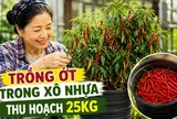 Chỉ với những chiếc xô nhựa, bà cụ thu hoạch gần 25kg ớt: Cư dân mạng trầm trồ "Đúng là cao thủ làm vườn"