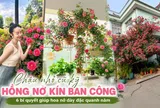 Bụi hồng trồng trong chậu mà nở kín đến mức không thấy lá: Bí quyết của người phụ nữ chỉ gói gọn trong 6 thói quen chăm cây