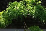 4 lý do vì sao nên trồng một cây đinh lăng ở cổng nhà