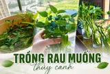 Chỉ từ vài cọng rau muống và một cốc nước, cô gái trẻ thu hoạch cả chậu rau sau một tháng: Cách trồng thủy canh khiến nhiều người muốn làm theo