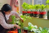 Cô gái biến ban công 6m² thành vườn rau hơn 20 loại: Mỗi ngày chăm 10 phút, rau xanh ăn không hết
