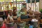 Vợ chê cây chồng trồng vừa trơ vừa xấu, dân mạng nhìn ảnh lại nói: Đây là người chơi cây có đẳng cấp