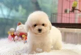 7 giống chó ít rụng lông, cực kỳ hợp với người sạch sẽ, nhà có người già trẻ nhỏ đều nuôi được