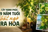 Cây hạnh phúc 9 năm tuổi bất ngờ ra hoa trước ngày bị đem cho, dân mạng đồng loạt nhắn: “Đừng mang nó đi!”