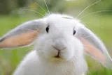 5 loài thú cưng sở hữu thính giác siêu nhạy: Có con vật rất nhút nhát, thường thể hiện cảm xúc qua đôi tai