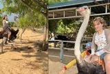 Hết cưỡi trâu, khách Tây lại phấn khích cưỡi đà điểu chạy 'xé gió' ở Việt Nam
