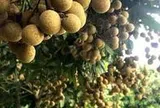 Quả đặc sản chỉ Hưng Yên mới có: Trồng một cây như "chôn hũ vàng", nhiều gia đình xem như của để dành cho con cháu