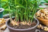 Lời khuyên đến tất cả các gia đình đang trồng gừng
