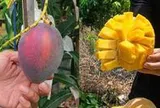 Bỏ việc về quê bán hoa quả, 1 tháng bán được 15 tấn xoài, thu nhập cao hơn lương văn phòng