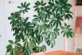 Lời khuyên đến tất cả các gia đình đang trồng cây ngũ gia bì